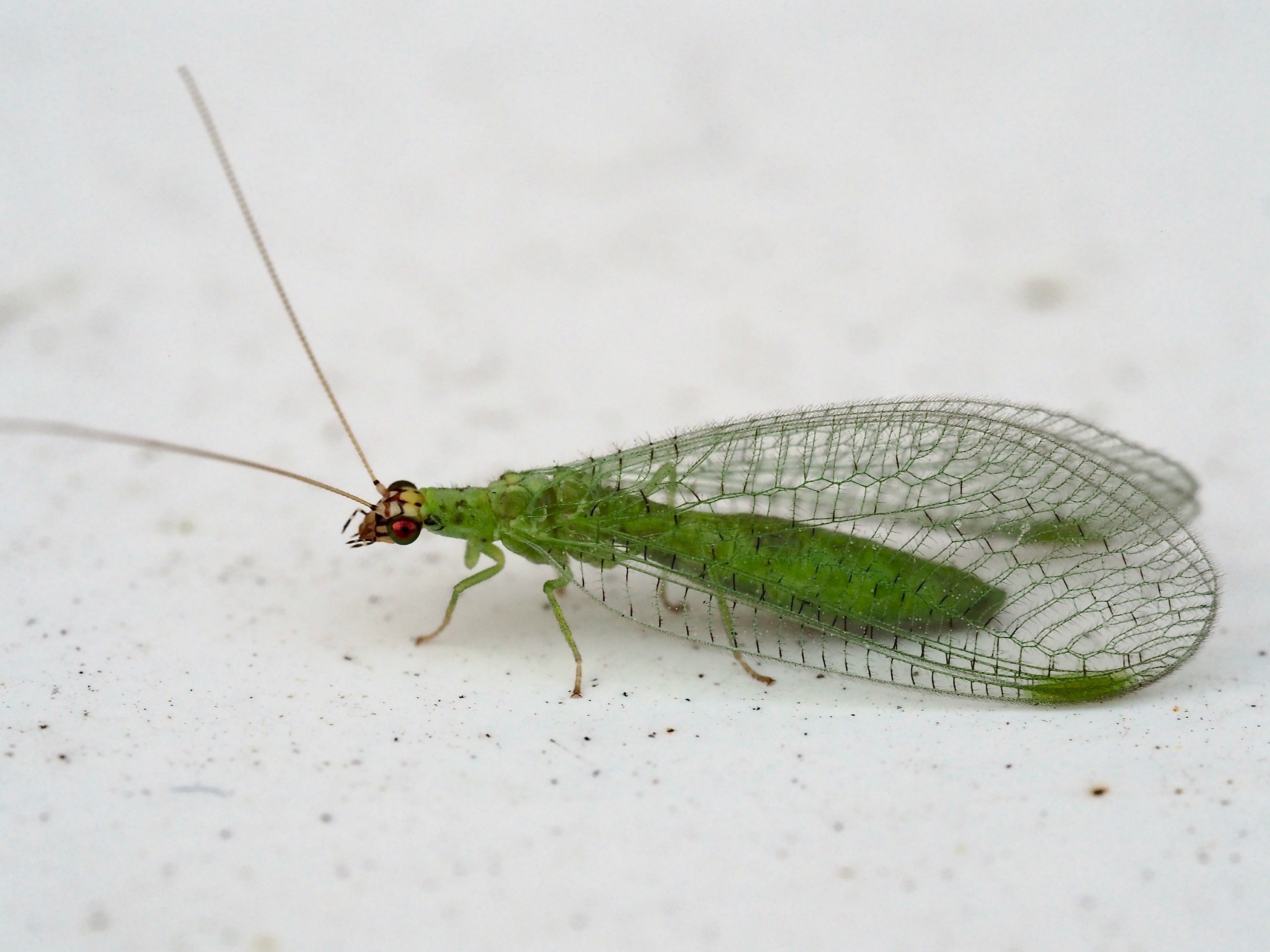 Maryland Biodiversity Project - Golden-eyed Lacewing (Chrysopa oculata)